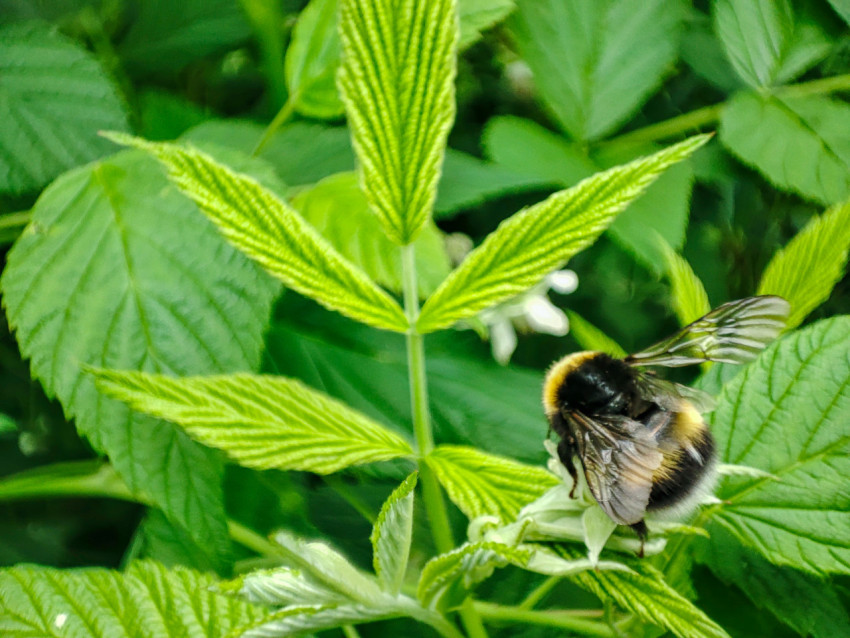 Шмель на светлом цветке среди зелёной листвы, крупный план