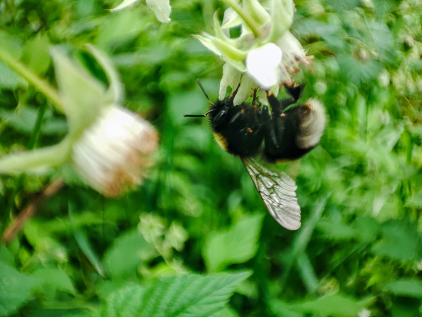 Шмель на белом цветке в момент движения, макросъёмка