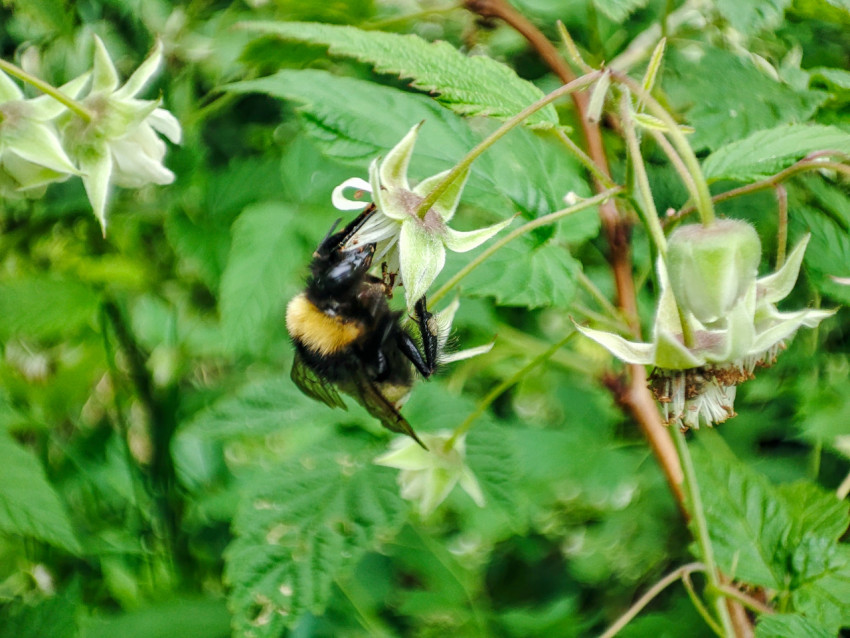 Шмель, висящий на цветке, среди бутонов и листьев, крупный план