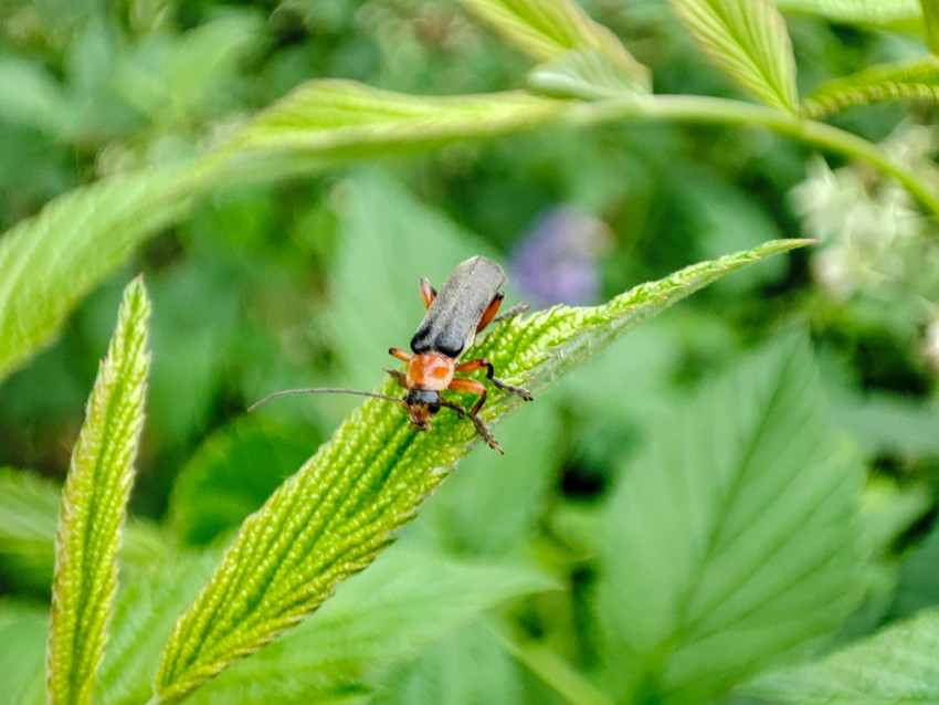Жук с чёрными надкрыльями и оранжевой грудью на листе, макро