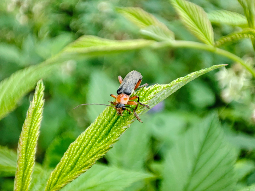 Жук на зелёном листе с размытым фоном из листвы, крупный план