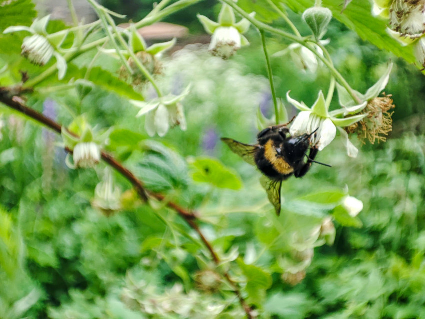 Шмель на ветке с белыми цветками и бутонами, макросъёмка