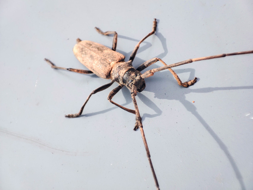 Макросъёмка жука-усача с длинными усиками на металлическом листе