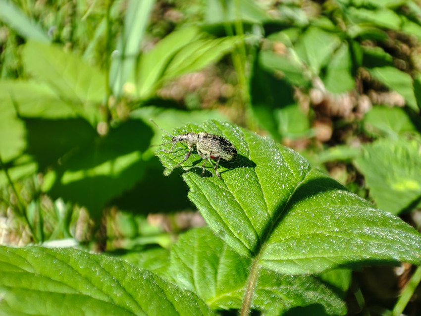 Жук на листе с росой в утреннем свете, крупный план
