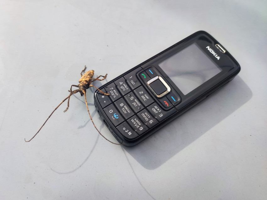 Жук-усач у клавиатуры телефона Nokia на светло-серой поверхности