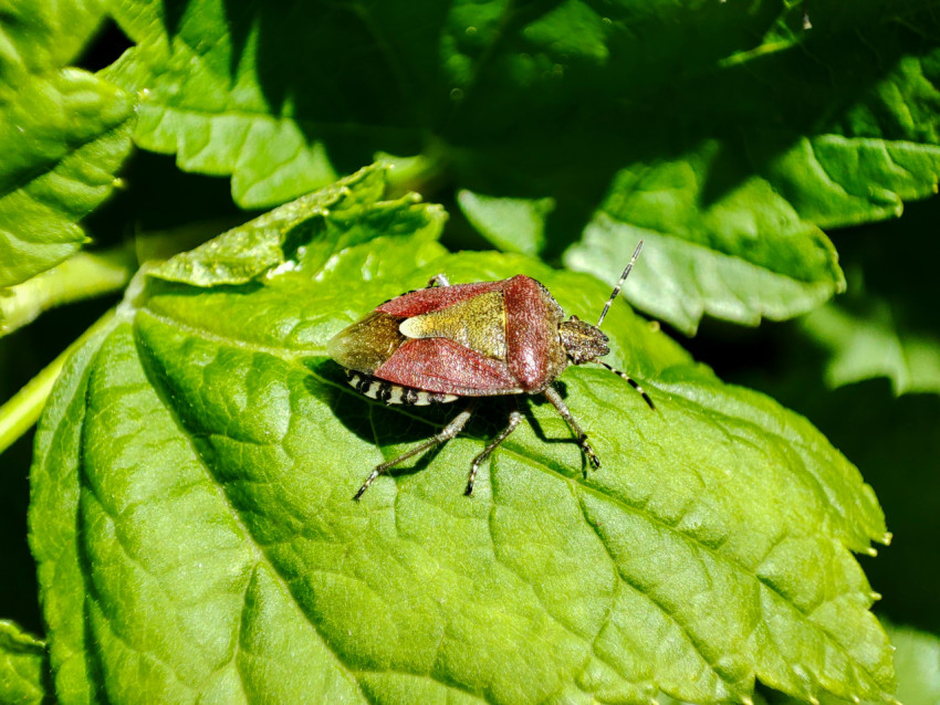 Клоп-щитник на зелёном листе, макросъёмка