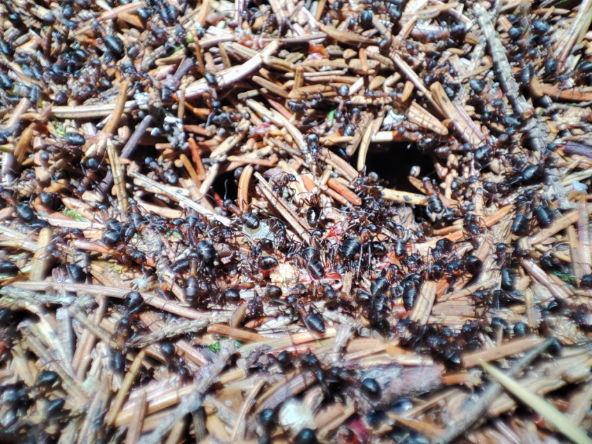 Вход в муравейник и скопление муравьёв среди хвои, макросъёмка