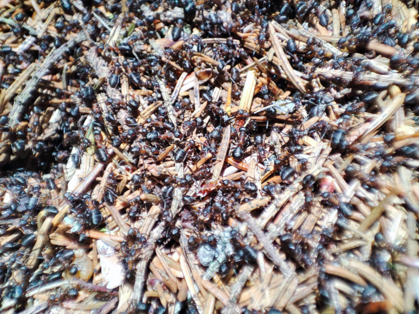 Муравьи на поверхности муравейника среди хвои и веточек, макросъёмка