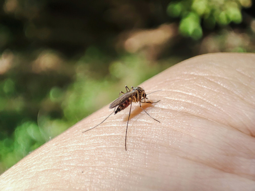 Комар на коже руки в солнечном свете на фоне зелёной растительности