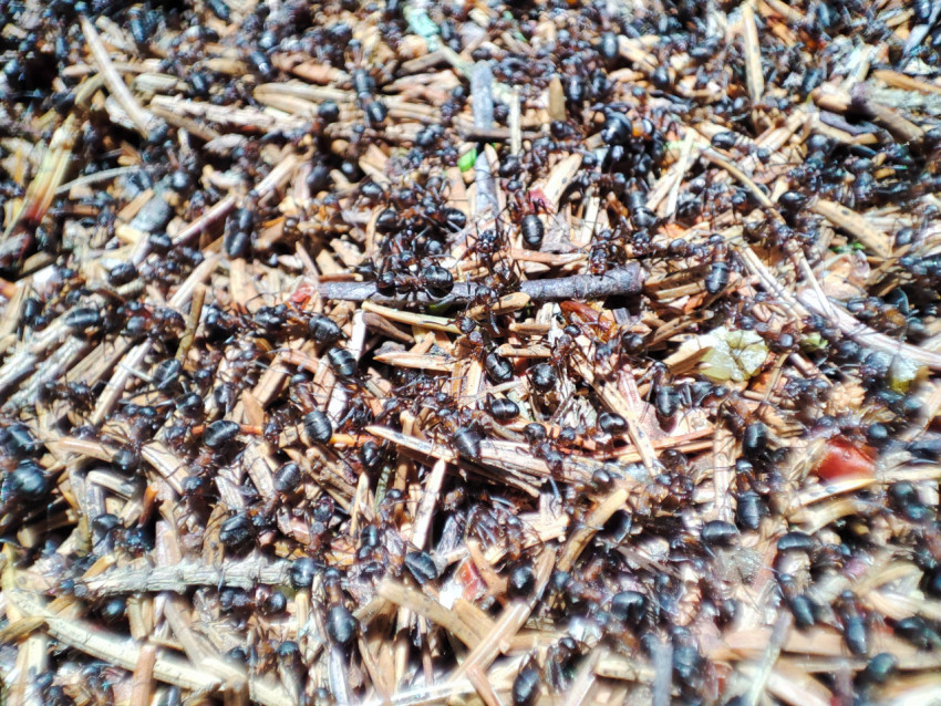 Скопление лесных муравьёв на муравейнике среди хвои и веток крупным планом