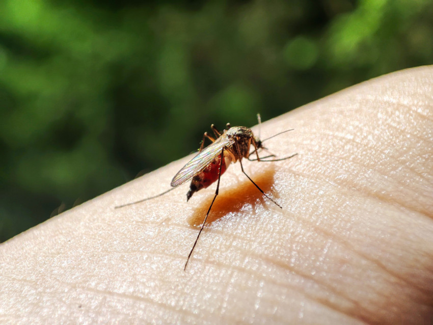 Самка комара с наполненным кровью брюшком на коже человека, макро