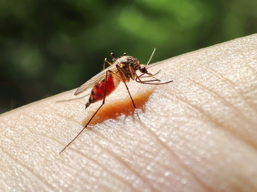 Комар пьёт кровь, вид сбоку с акцентом на хоботок и крылья