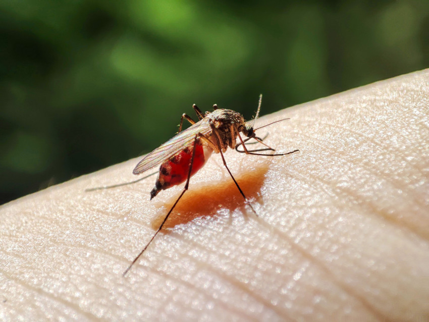 Комар на коже руки на фоне размытых зелёных растений