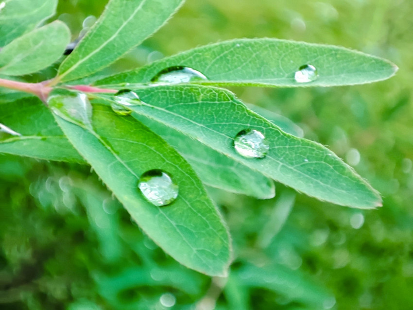Крупный план зелёных листьев с каплями воды на размытом фоне