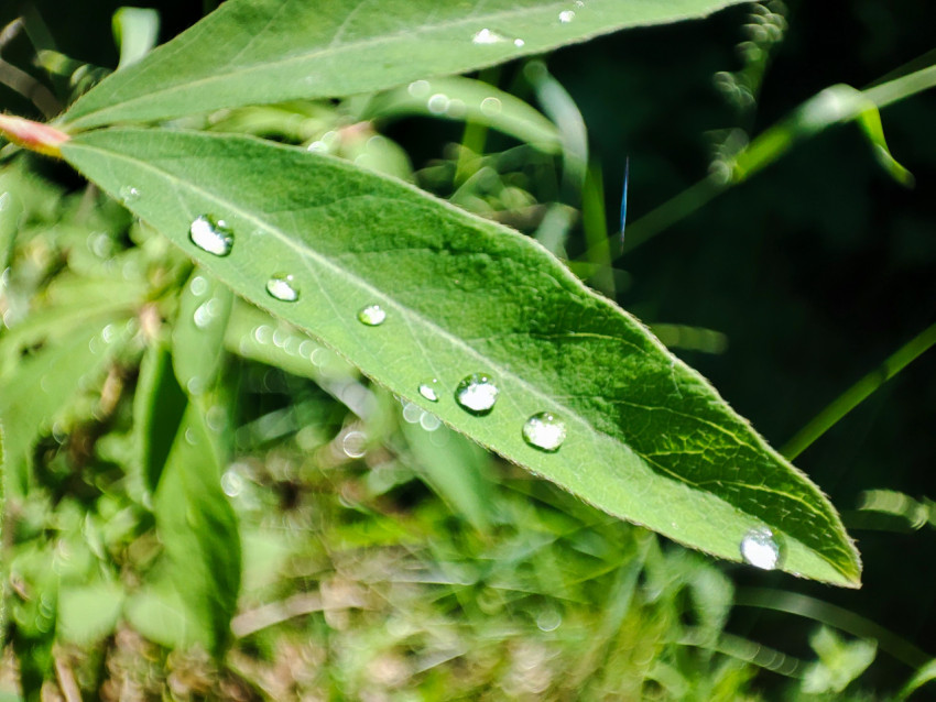 Узкий зелёный лист с крупными каплями воды и световым боке на фоне травы