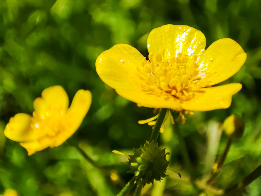 Макросъемка желтого полевого цветка на размытом зеленом фоне