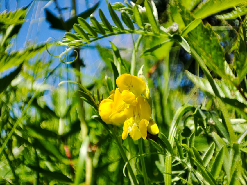 Желтый цветок бобового растения среди высокой травы на фоне голубого неба