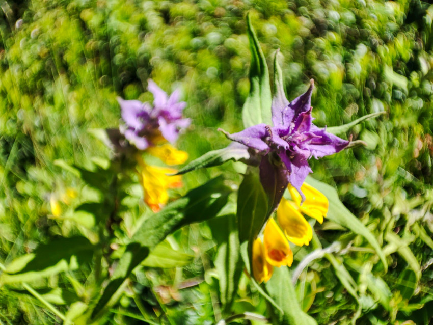 Марьянник дубравный (Иван-да-Марья) в траве с художественным смазом и размытием