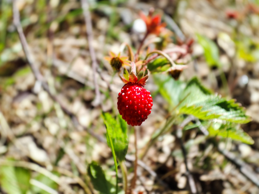Земляника крупным планом на фоне размытых листьев и лесной подстилки