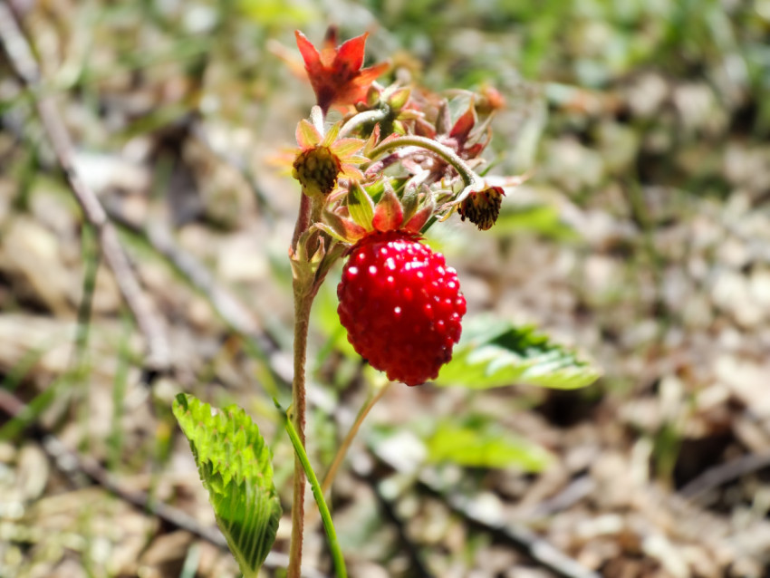 Спелая ягода лесной земляники на стебле с бутонами