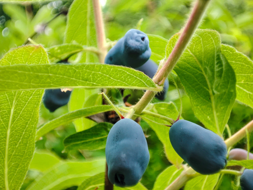 Гроздь ягод жимолости на кусте среди листвы