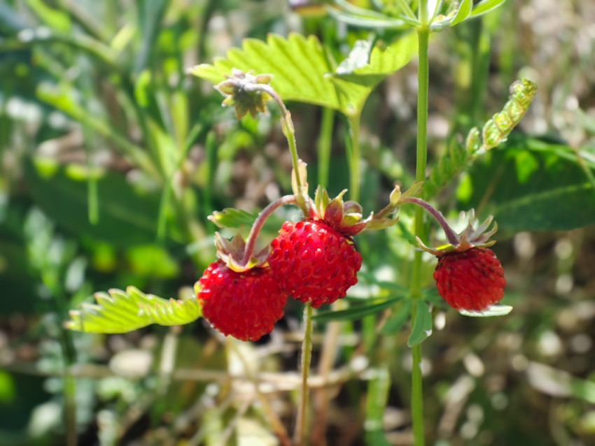 Куст лесной земляники с тремя ягодами и листьями в боке
