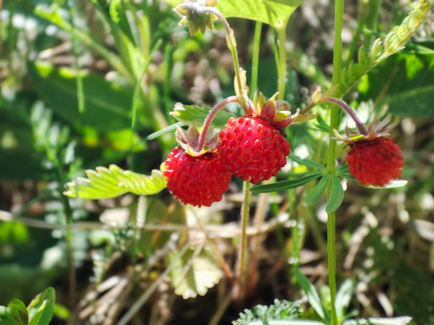 Спелые ягоды лесной земляники в макросъёмке на зелёном фоне