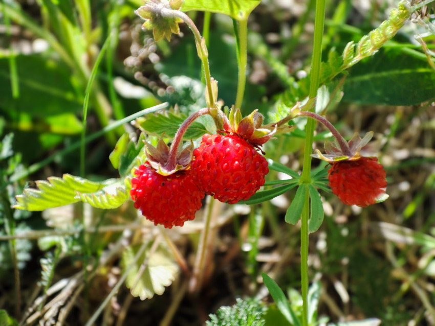 Спелые ягоды лесной земляники на тонких стеблях среди травы