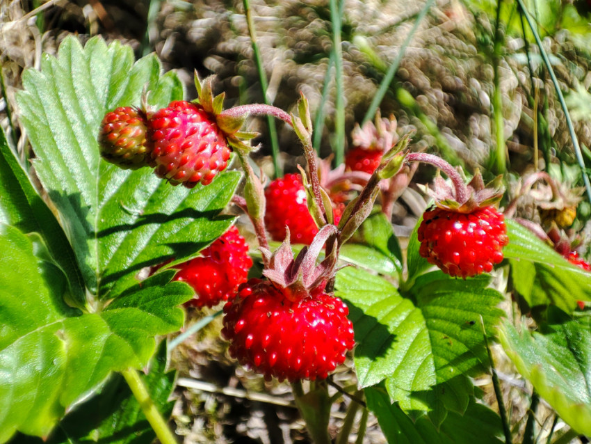 Спелые и незрелые ягоды лесной земляники на фоне листьев и мха