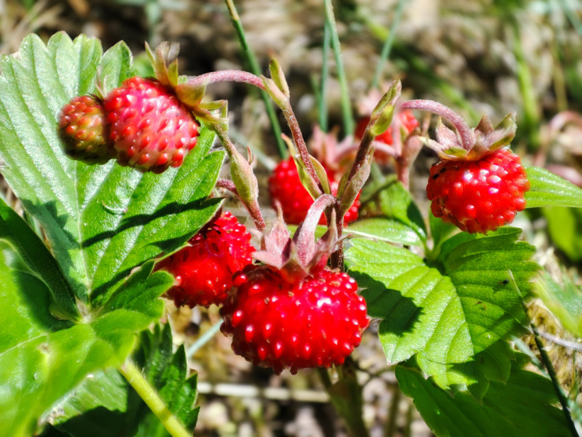 Куст лесной земляники с крупной ягодой и зелеными листьями в траве