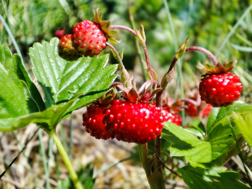 Ягоды лесной земляники крупным планом на фоне травы и лесной подстилки
