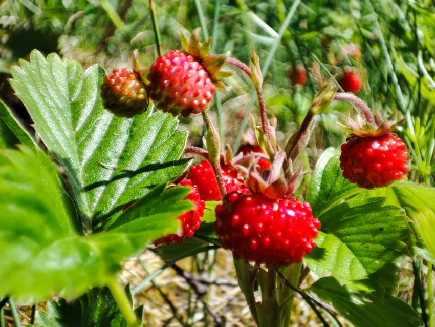 Спелые ягоды земляники среди листьев и травы на лесной поляне