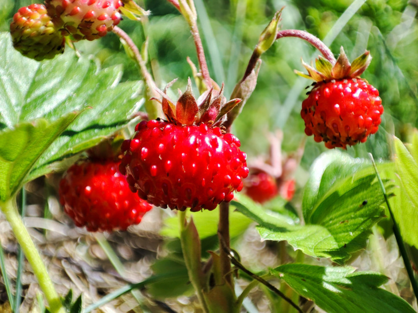 Крупная спелая ягода лесной земляники на стебле среди листьев