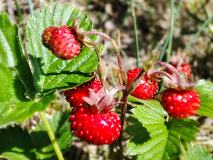Крупный план красных ягод земляники на фоне зелёных листьев и травы