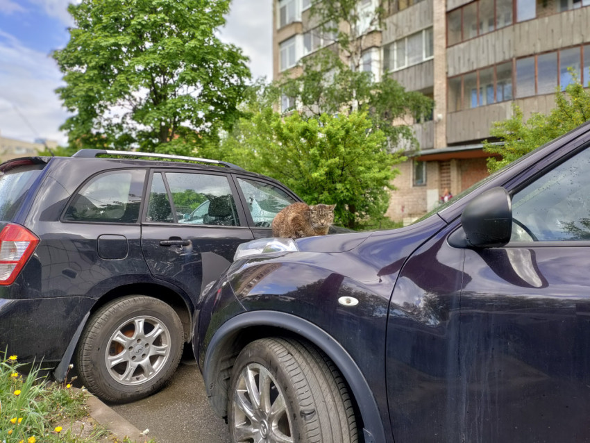 Кот на капоте автомобиля у жилого дома