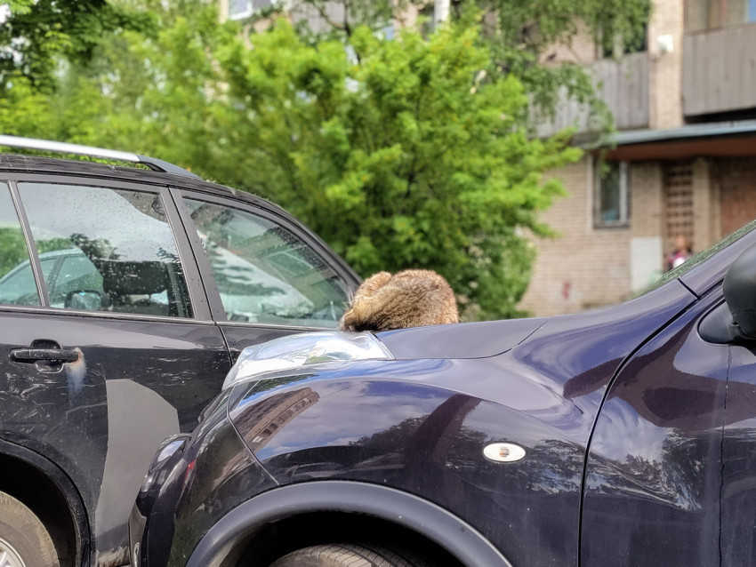 Кот, спящий на капоте автомобиля во дворе