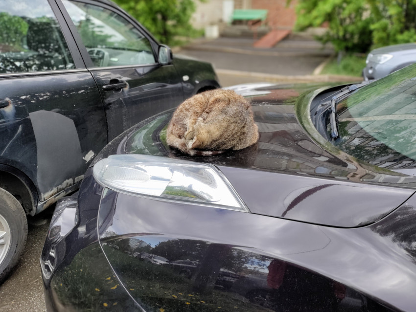 Кот отдыхает на капоте автомобиля во дворе