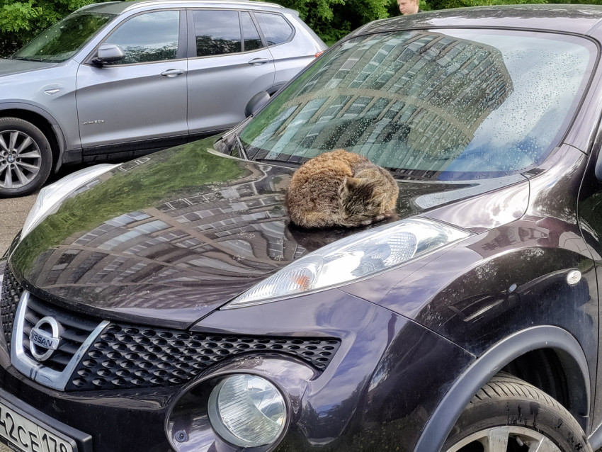 Кот на капоте автомобиля Nissan Juke