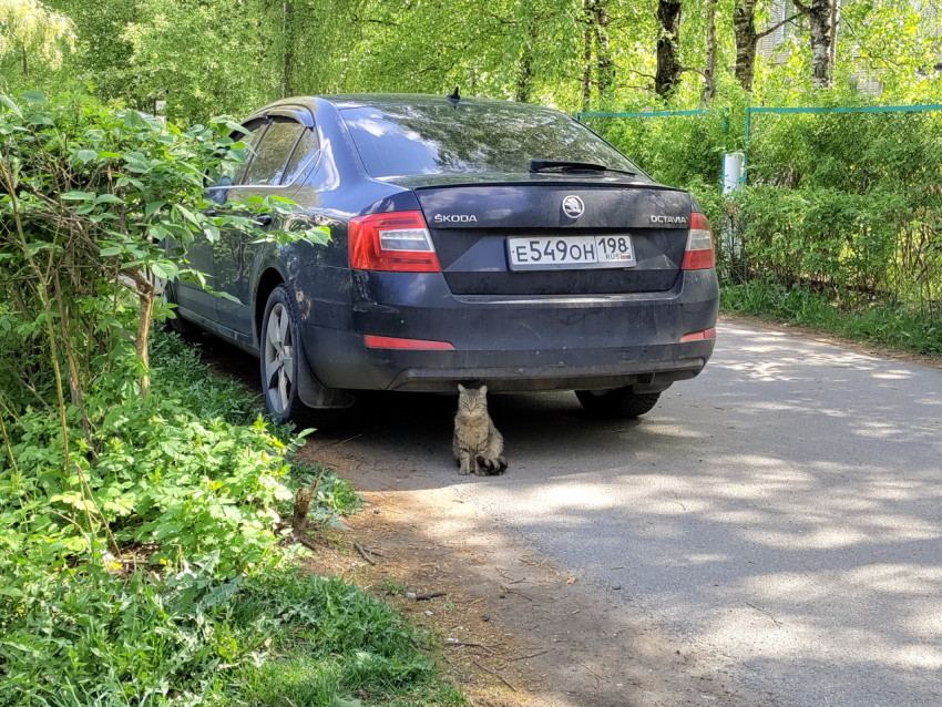 Кошка в тени под бампером припаркованной Škoda Octavia