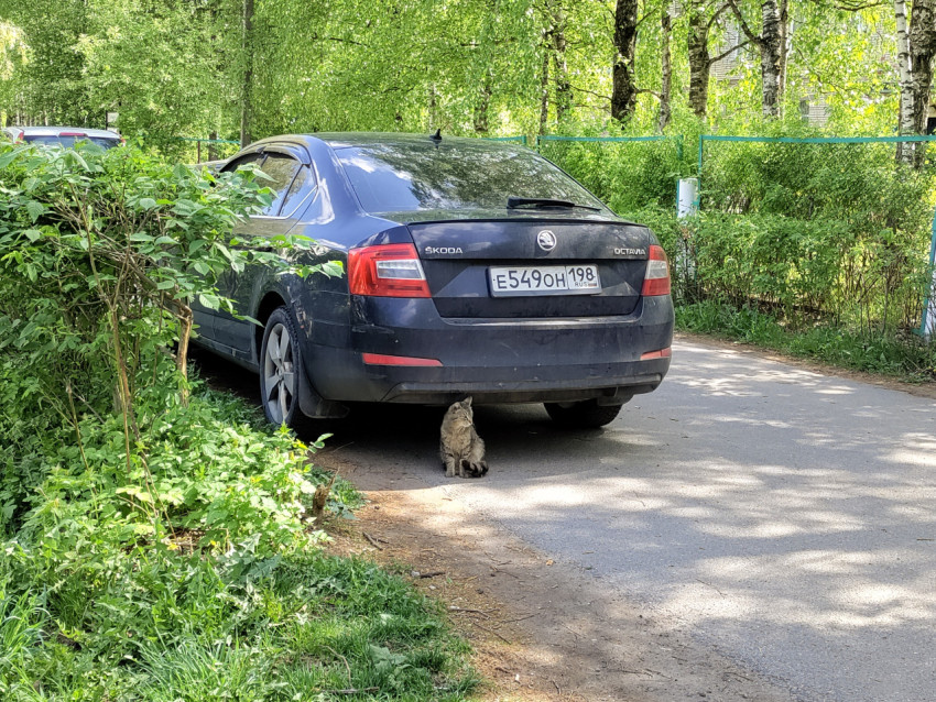 Кот под припаркованной Škoda Octavia во дворе