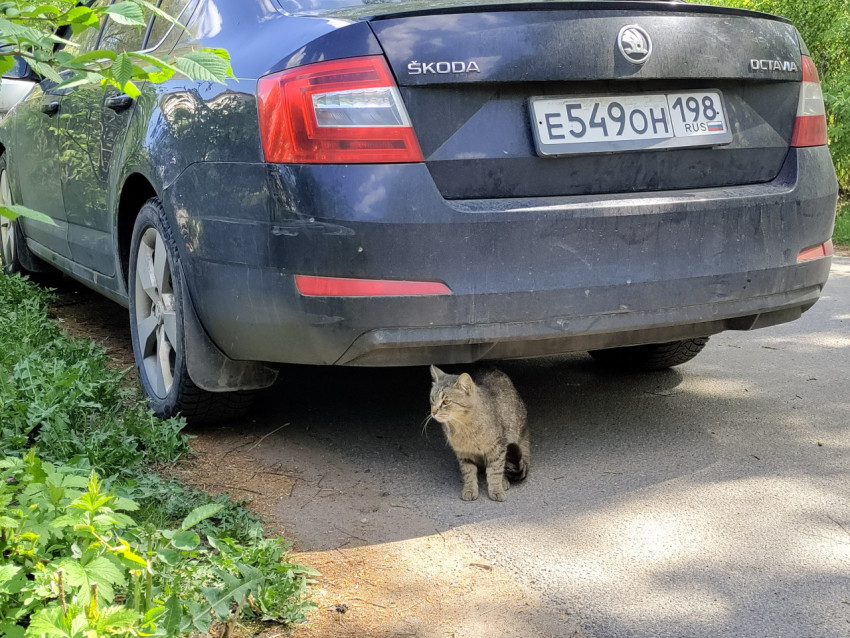Кошка под бампером Škoda Octavia крупным планом