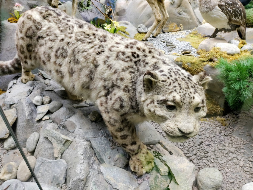 Таксидермический экспонат снежного барса в движении