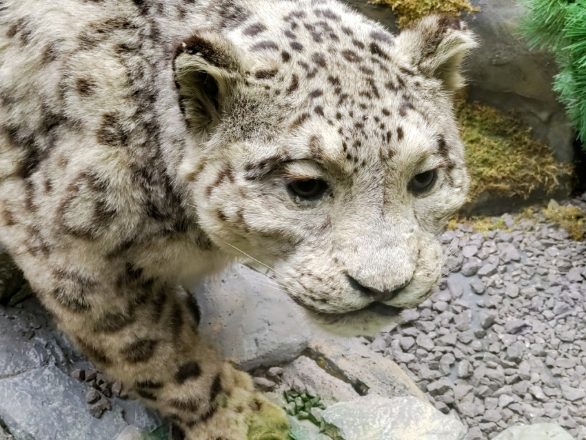 Таксидермический экспонат снежного барса в музейной витрине