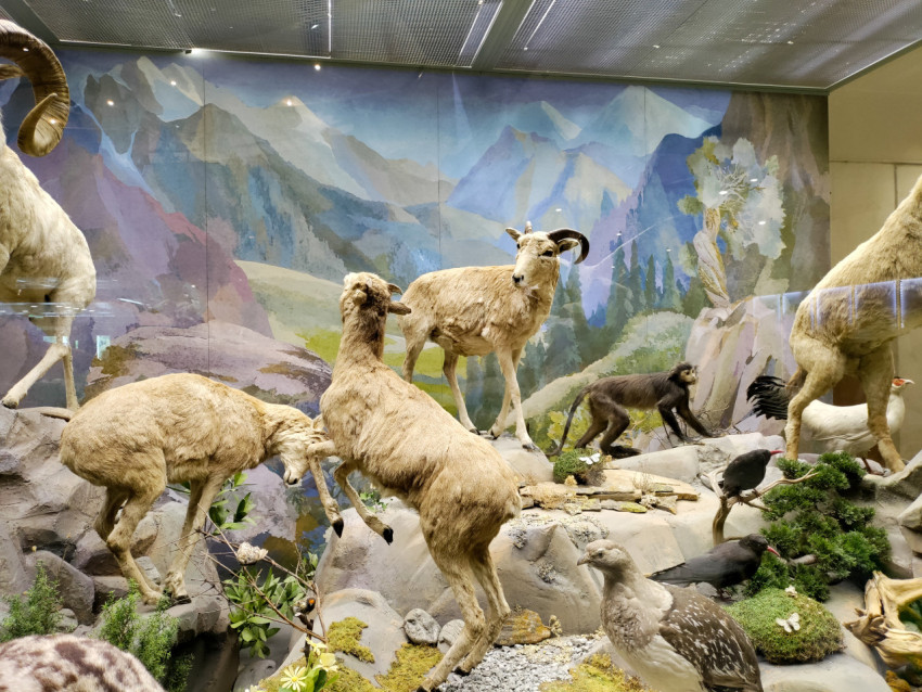 Диорама горных копытных и птиц в музейной экспозиции
