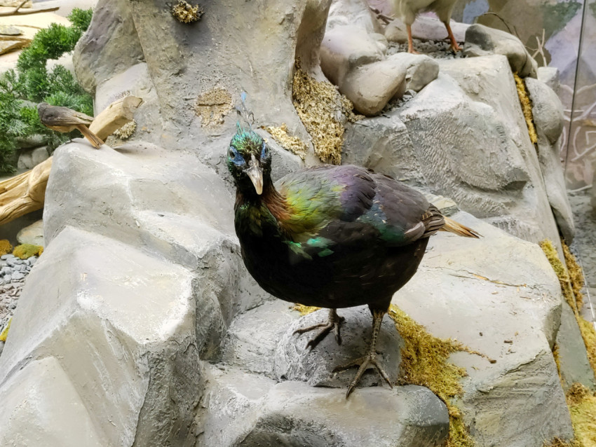 Таксидермический экспонат гималайского монала в музейной диораме