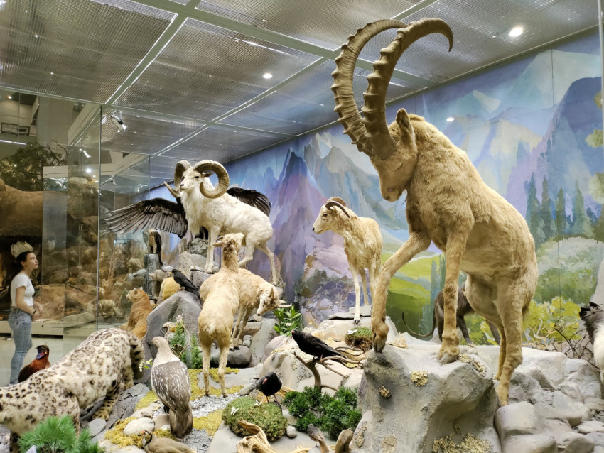 Диорама горных животных в музейной экспозиции