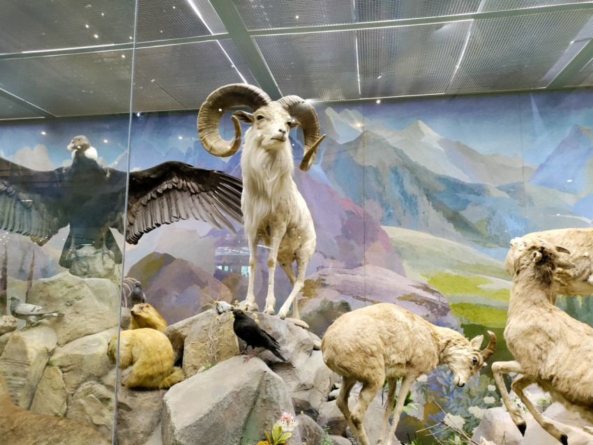 Таксидермический экспонат горного барана в музейной диораме