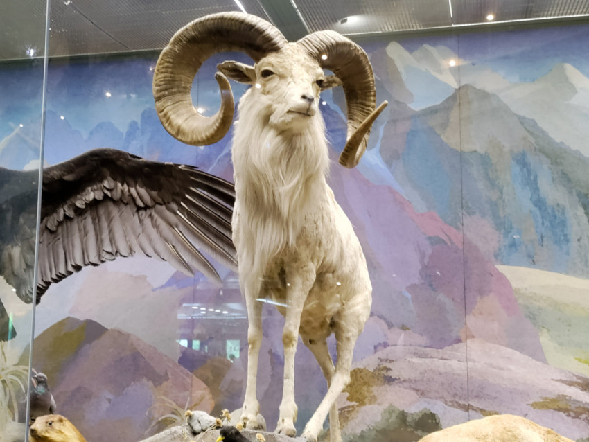 Чучело горного барана с крупными закрученными рогами в музейной диораме