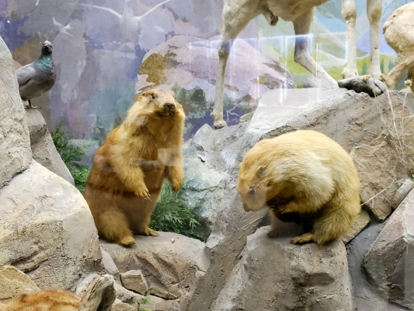 Сурки и фрагмент горного животного в музейной диораме