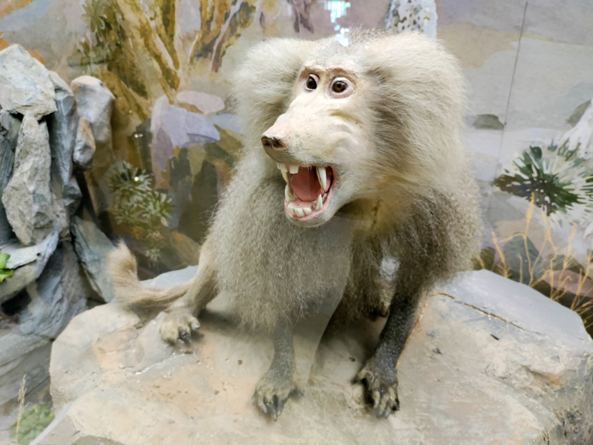 Чучело павиана с оскаленной пастью в музейной экспозиции